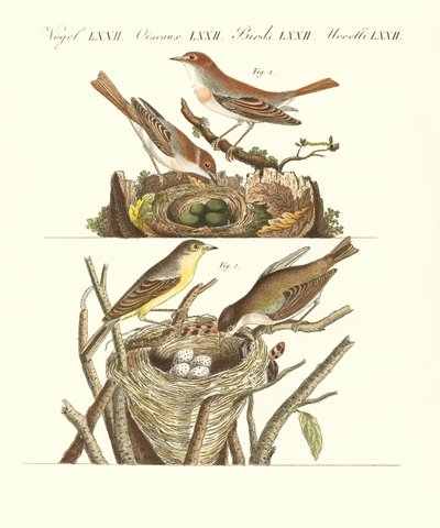 Aves cantoras alemanas de German School