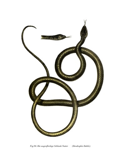 Serpiente Ghamcheh de German School