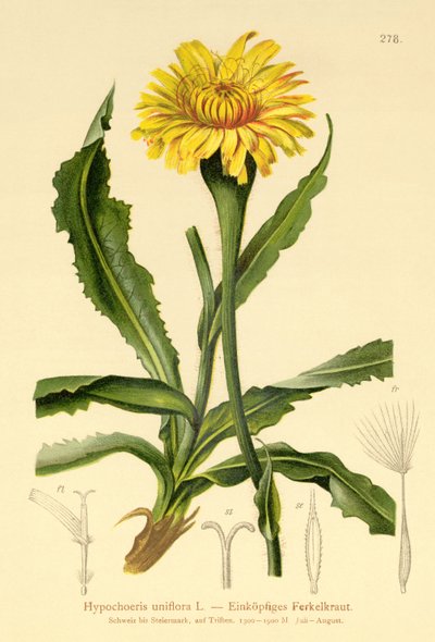 Oreja de gato gigante (Hypochoeris uniflora) de German School