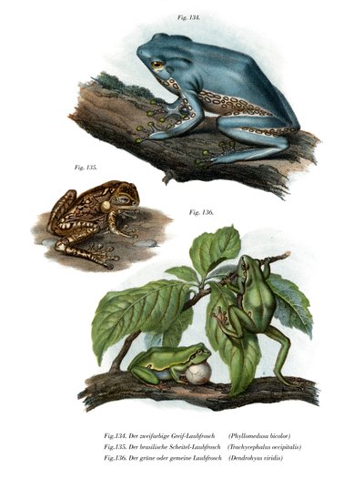 Rana gigante de hoja de German School