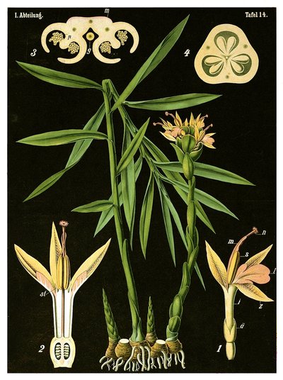 Jengibre (Zingiber officinale Roscoe) c.1890 de German School
