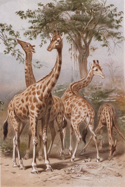Jirafa, lámina de Brehms Tierleben: Allgemeine Kunde des Tierreichs, vol. 3, p. 9, publicado por Bibliographisches Institut, 1891 de German School