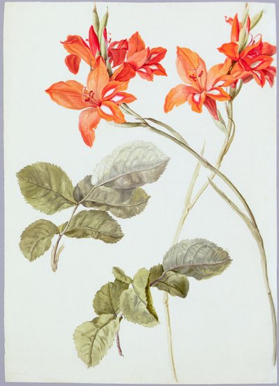 Gladiolos y hojas de rosa, c.1790 de German School