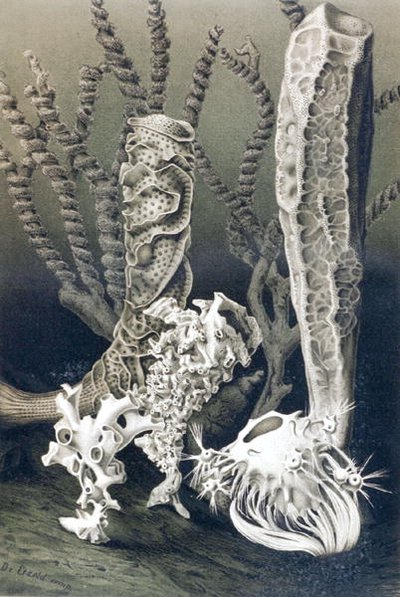 Esponjas de Vidrio, lámina de "Brehms Tierleben: Allgemeine Kunde des Tierreichs", vol.10, p.653, publicado por Bibliographisches Institut de German School