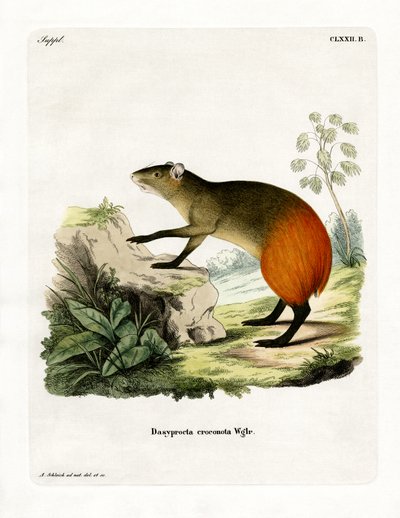 Agutí de rabadilla dorada de German School