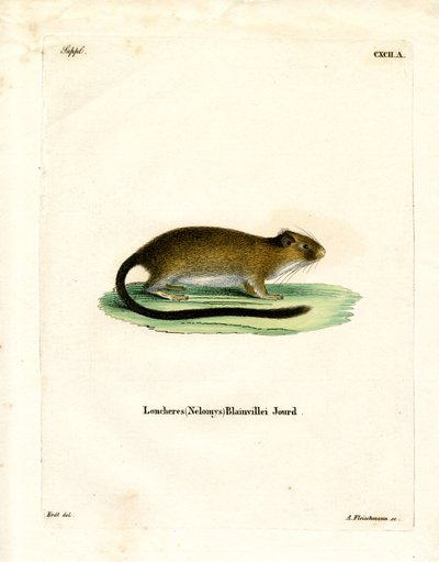 Rata Dorada del Atlántico de German School
