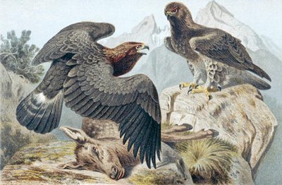Águila dorada, lámina de 