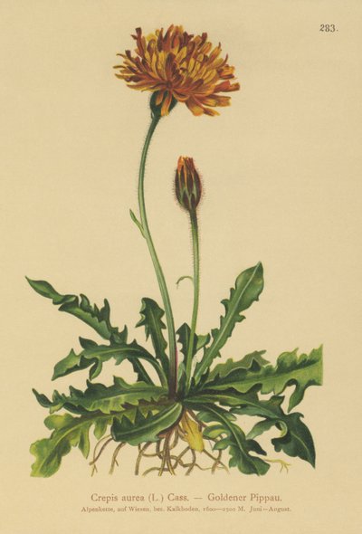 Crepis dorada (Crepis aurea) de German School