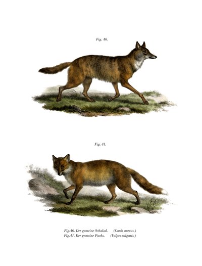 Chacal dorado, 1860 de German School