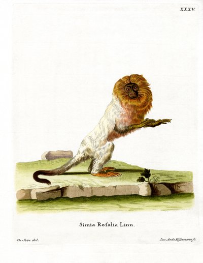 Tití León Dorado de German School