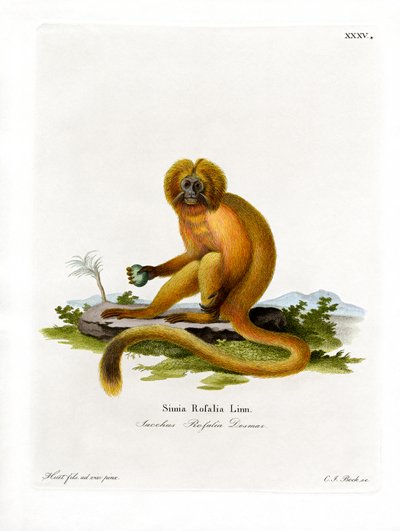 Tití León Dorado de German School