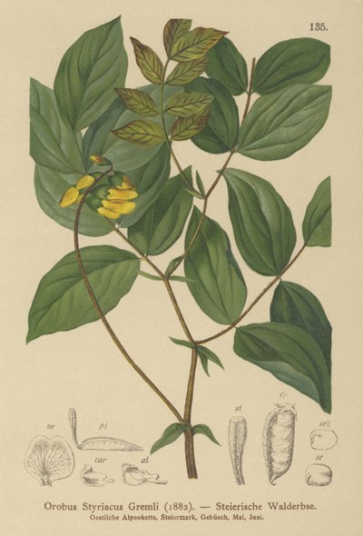 Orobus dorado (Orobus styriacus, Lathyrus aureus) de German School