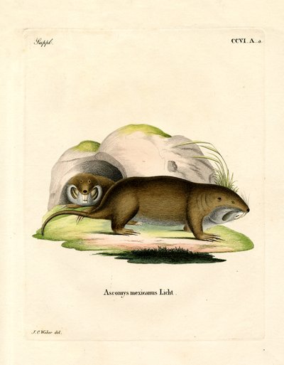 Tucotuco de German School