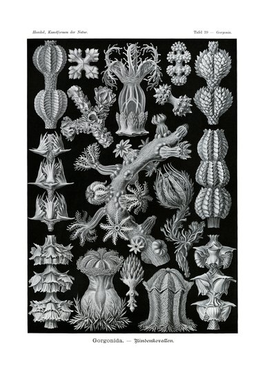 Gorgonida, 1899-1904 de German School