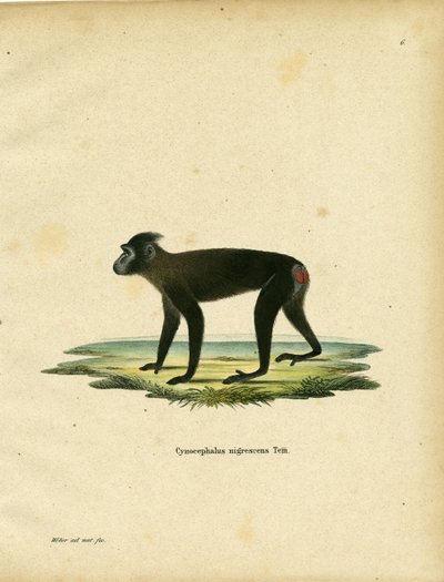 Macaco de Gorontalo de German School