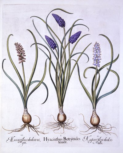 Jacintos de Uva, de Hortus Eystettensis, por Basil Besler, pub. 1613 de German School