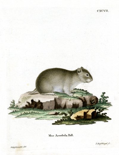 Hámster Enano Gris de German School