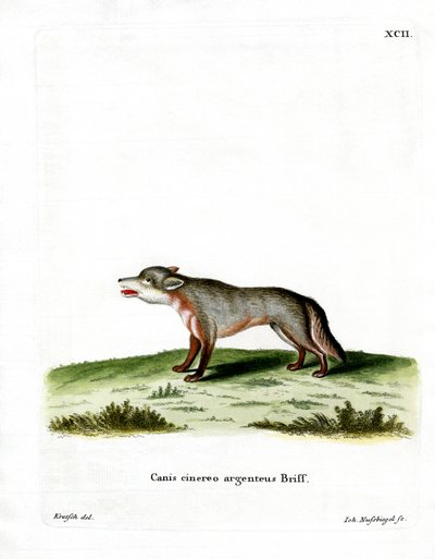 Zorro gris de German School