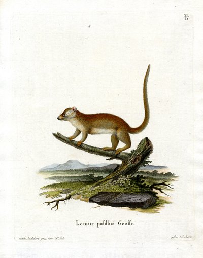 Lémur Ratón Gris de German School