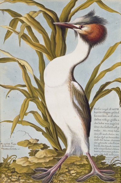 Somormujo lavanco (Podiceps cristatus) c.1748 de German School