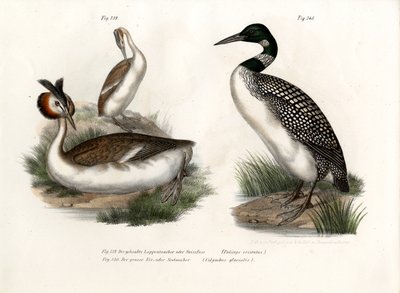 Somormujo lavanco, 1864 de German School