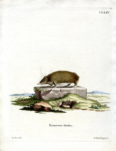 Tenrec Mayor de German School