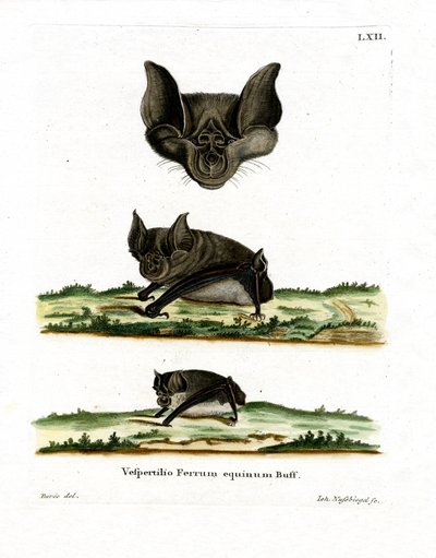 Murciélago de Herradura Mayor de German School