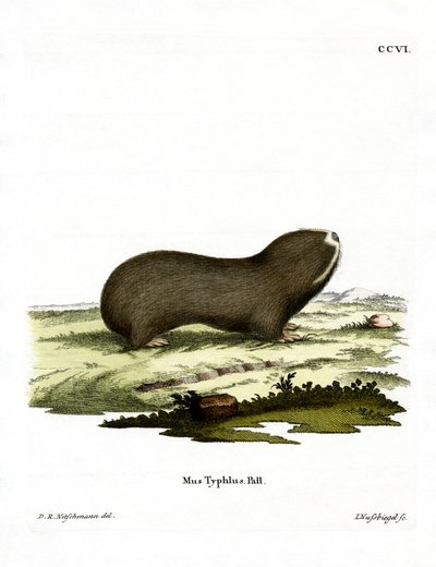 Rata topo mayor de German School
