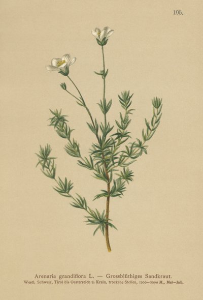 Sandwort mayor de German School