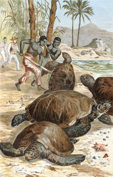 Tortuga verde, lámina de "Brehms Tierleben: Allgemeine Kunde des Tierreichs", vol.7, p.596, publicado por Bibliographisches Institut de German School