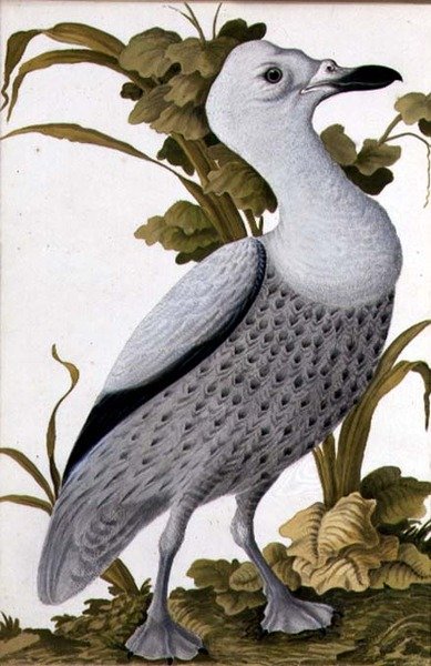 Ganso gris, c.1740 de German School