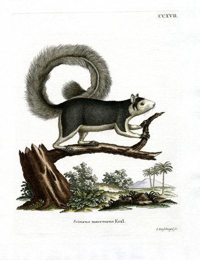 Ardilla Gigante Grís de German School