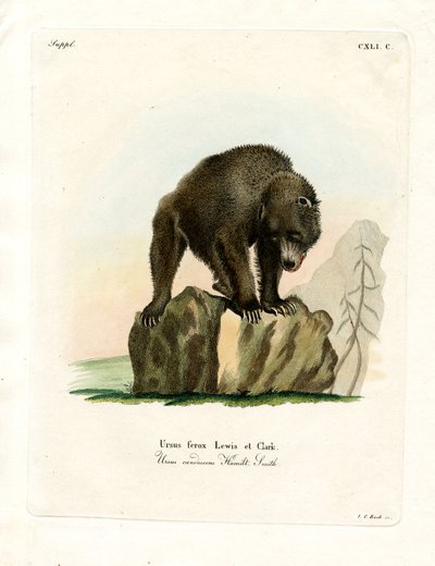 Oso Grizzly de German School