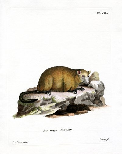 Marmota de German School