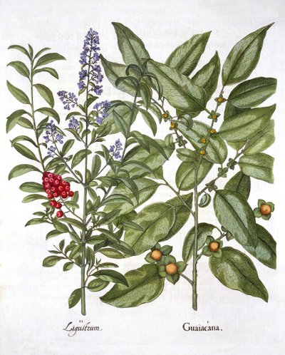 Guayaco y ligustro chino, de Hortus Eystettensis, por Basil Besler, pub. 1613 de German School