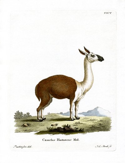 Guanaco de German School