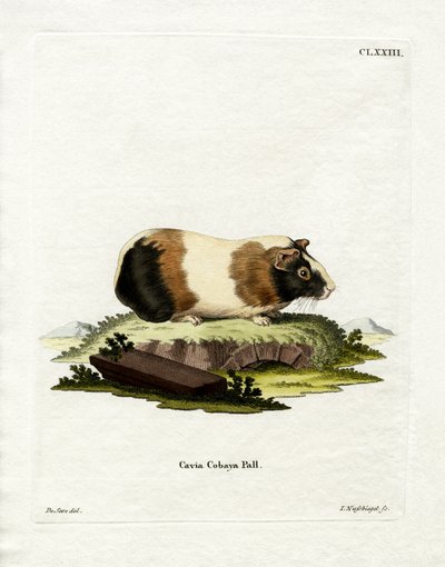 Cobaya de German School