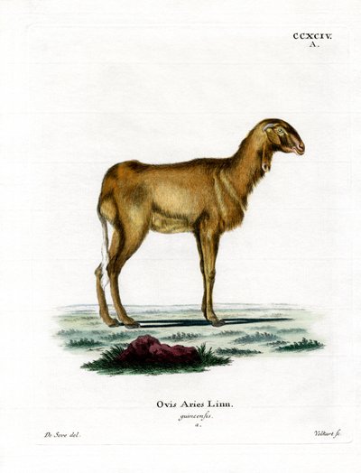 Oveja de Guinea de German School