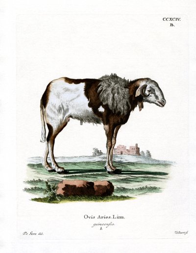 Oveja de Guinea de German School