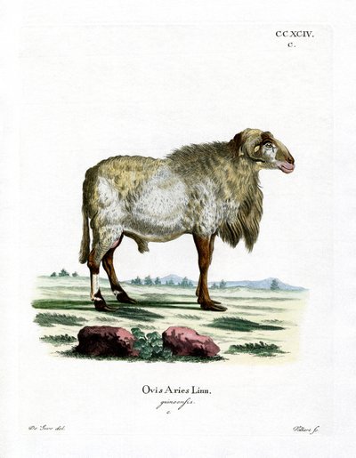 Oveja de Guinea de German School