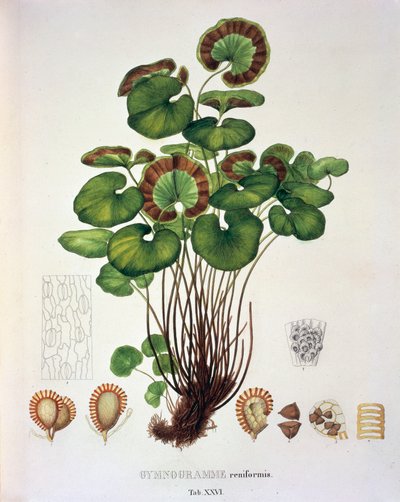Gymnogramme Reniformis, tabla XXVI de 