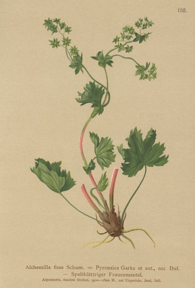 Alquimila sin pelos (Alchemilla fissa, Alchemilla Pyrenaica) de German School