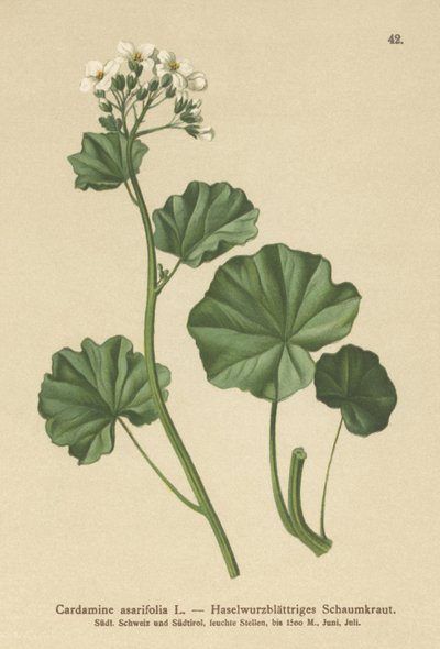 Berro amargo peludo (Cardamine asarifolia) de German School