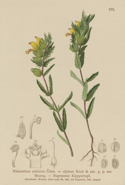 Rinanto amarillo peludo (Rhinanthus aristatus, Rhinanthus alpinus) de German School