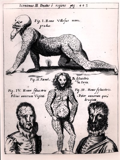 Hombre peludo y hombre salvaje, ilustración de Physica Curiosa de Gaspar Schott de German School
