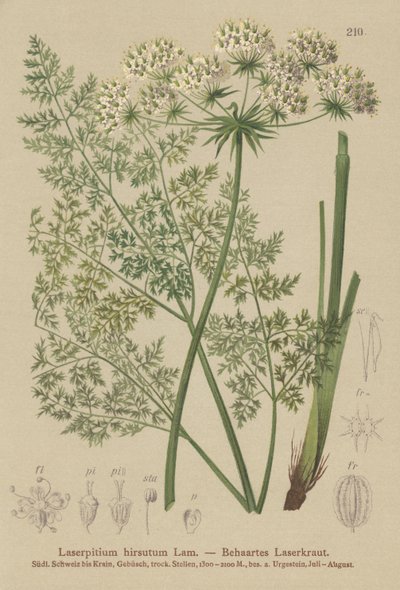Laserpicio de Haller (Laserpitium hirsutum, Laserpitium halleri, Laserpitium panax) de German School