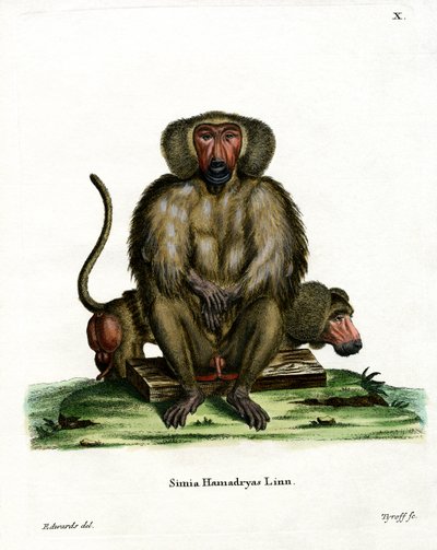 Babuino Hamadryas de German School