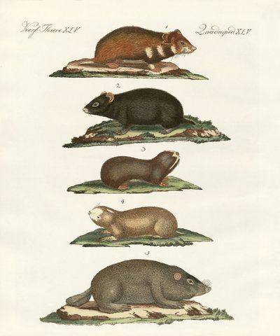 Hámsters y topillos de German School