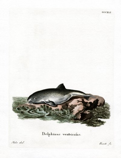 Marsopa común de German School