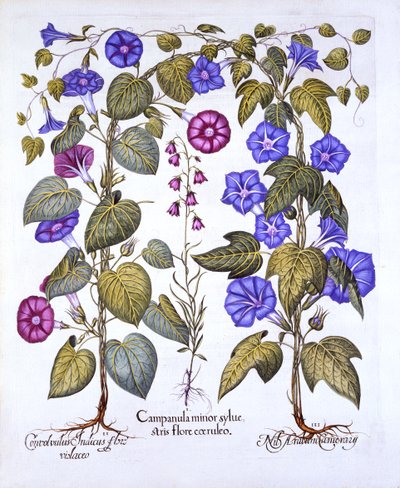 Campanilla y Convolvulus, de Hortus Eystettensis, por Basil Besler, pub. 1613 de German School
